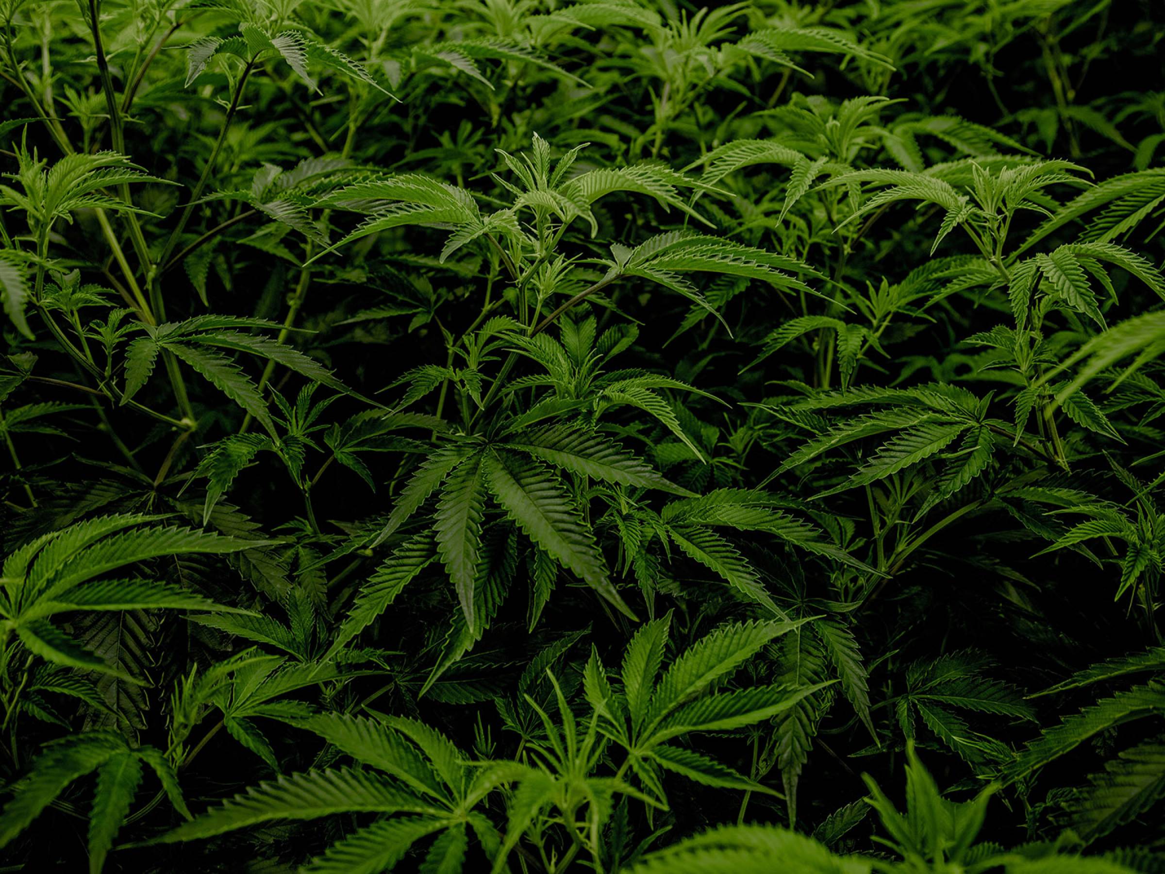 SJ Labs and Analytics