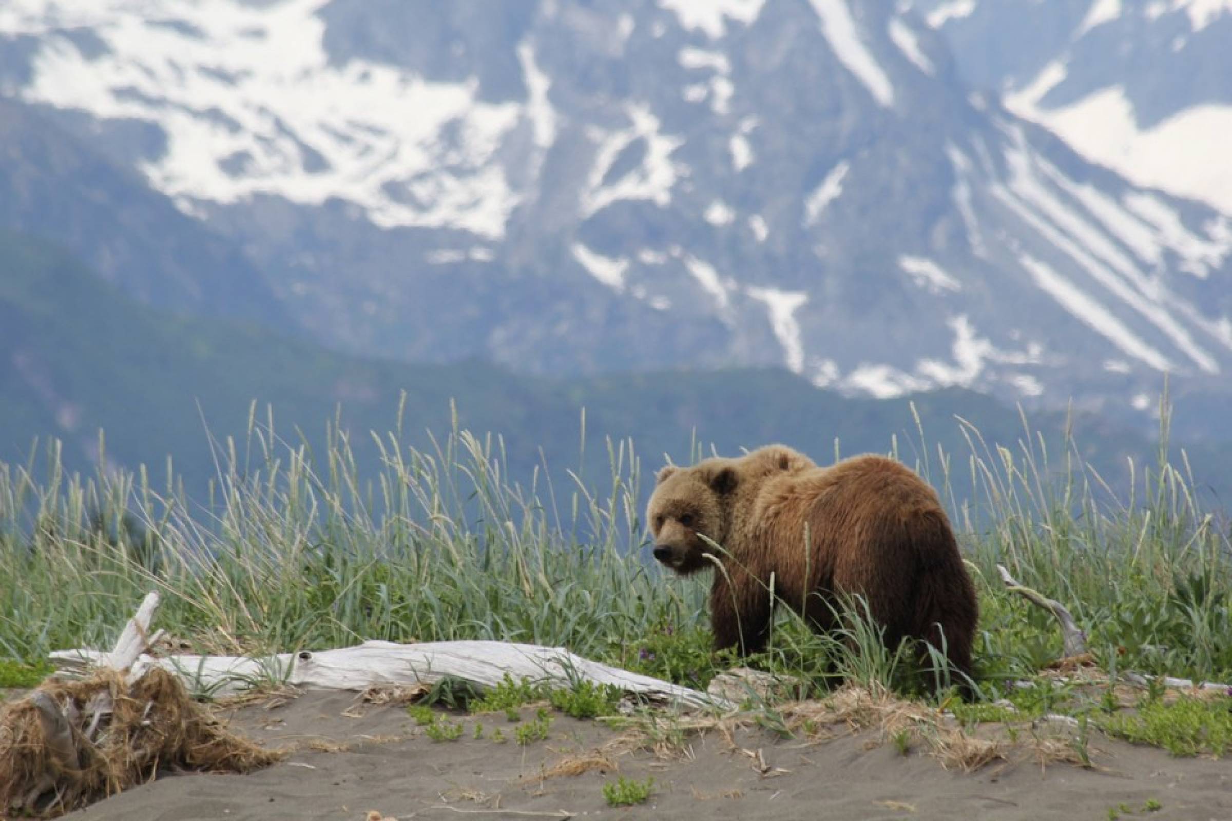 Bear Viewing in Alaska