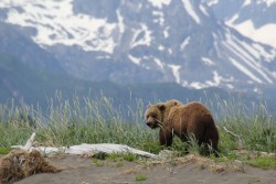 Bear Viewing in Alaska