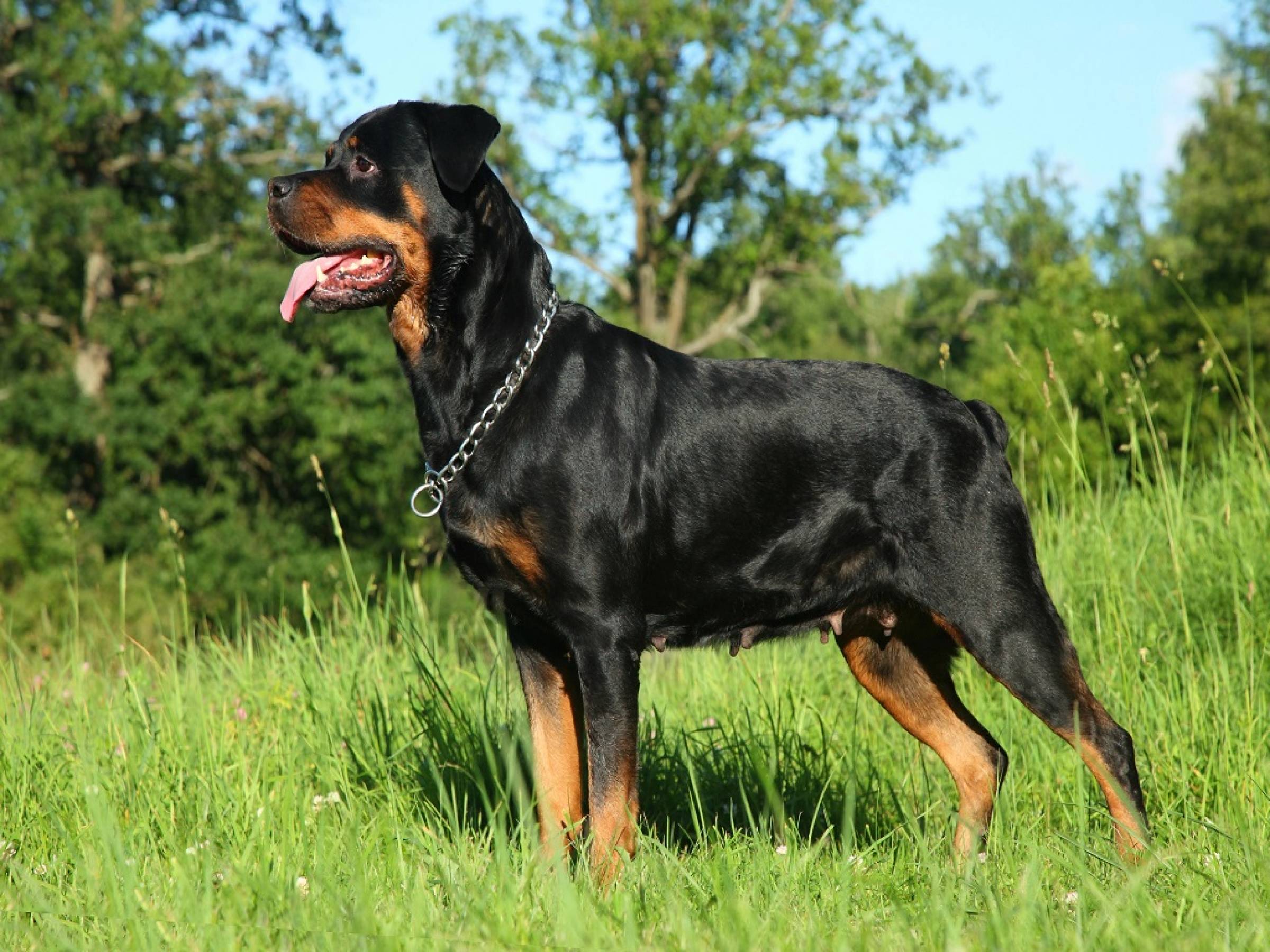 Fierce Fido