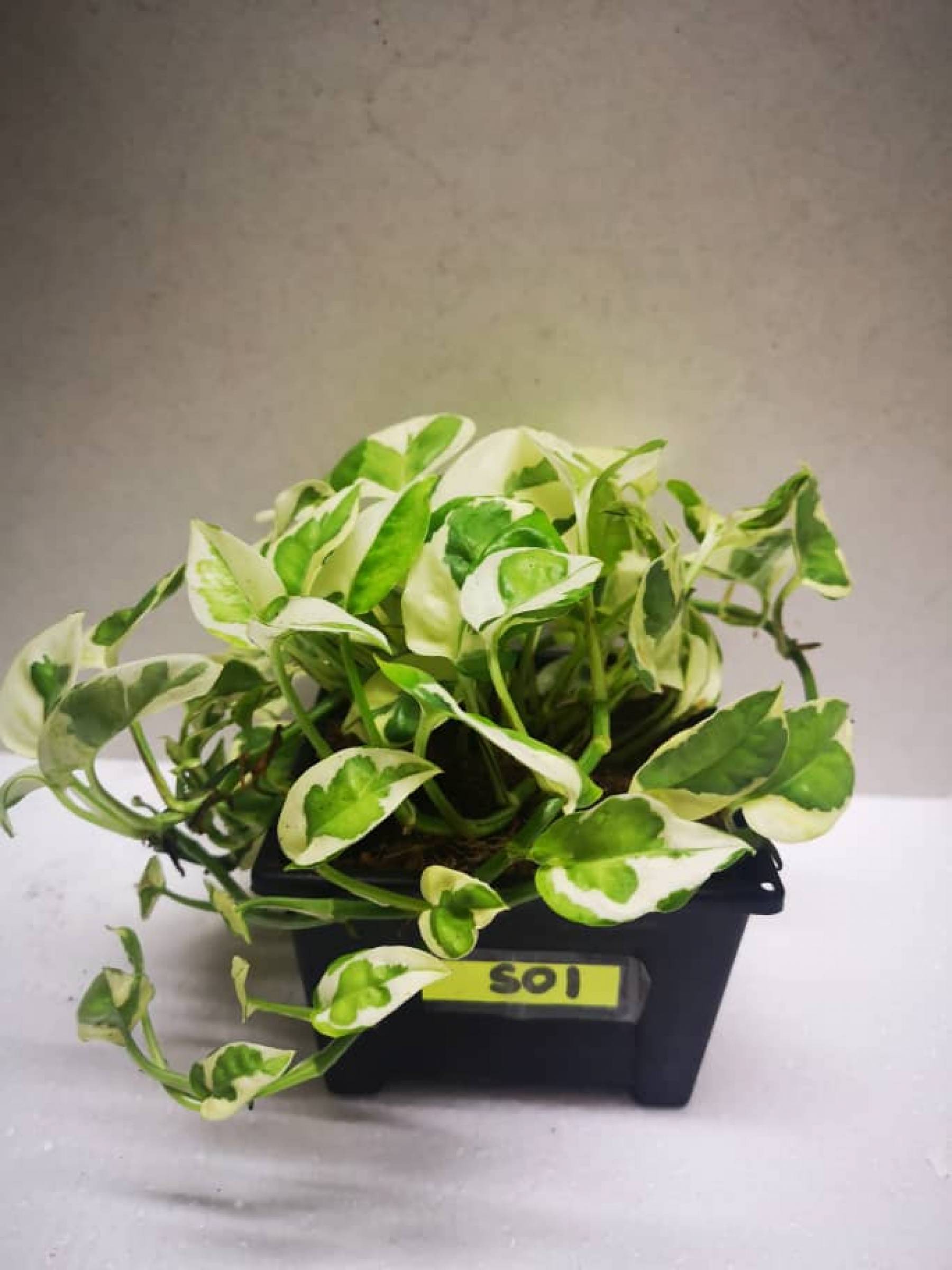BeLeaf