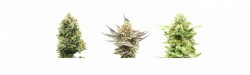 Da Green Corner Cannabis & Weed Delivery Los Angeles