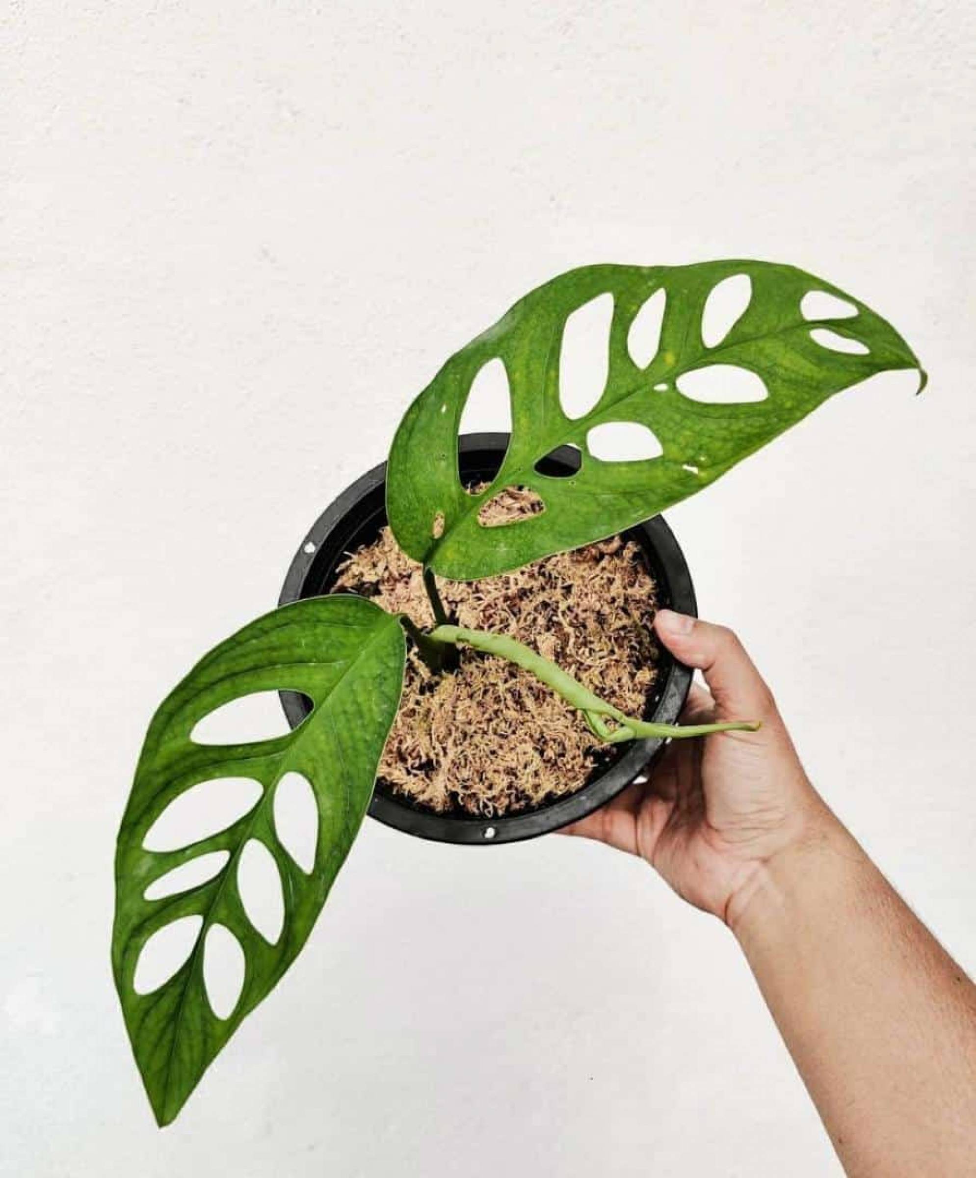 Split Leaf Pothos