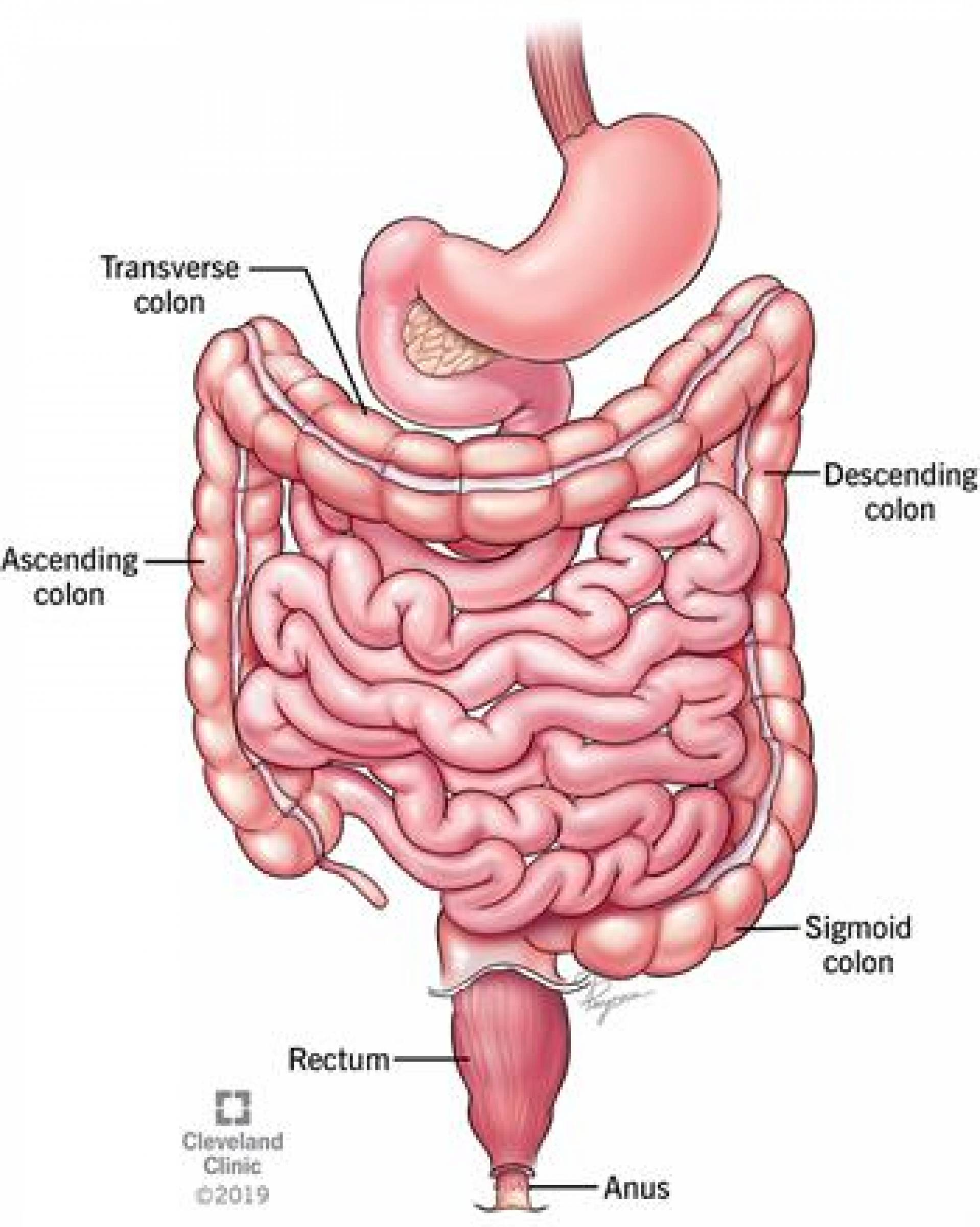 Constipation & Urine Issue and It's Solution