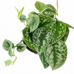 Satin Pothos