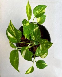 Golden Pothos